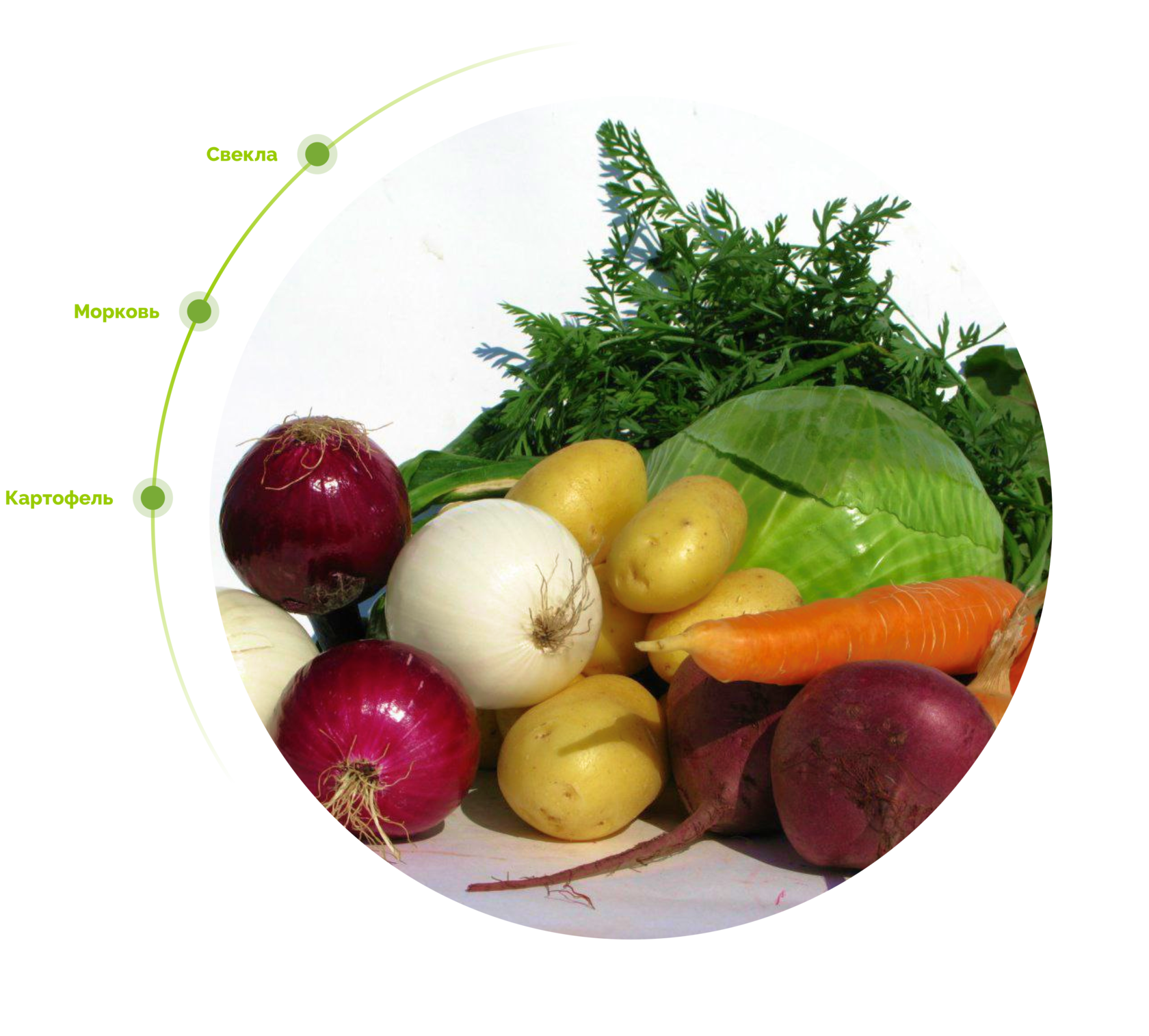 Мытые овощи: морковь, картофель, свекла, лук, капуста